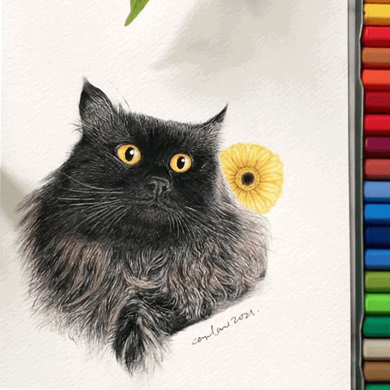 cats of the world purrzaar 5