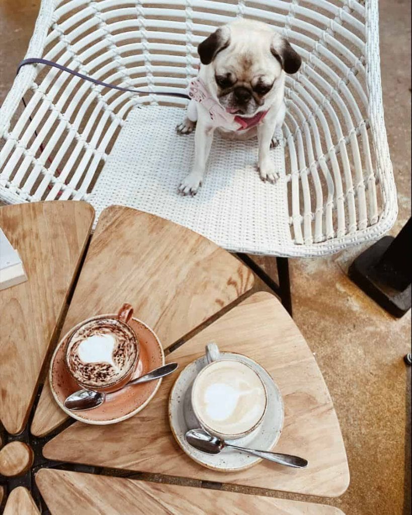 Canopy HortPark is a dog-friendly cafe with a beautiful alfresco area filled with lush greens. A great spot for post-hiking brunch and dates.