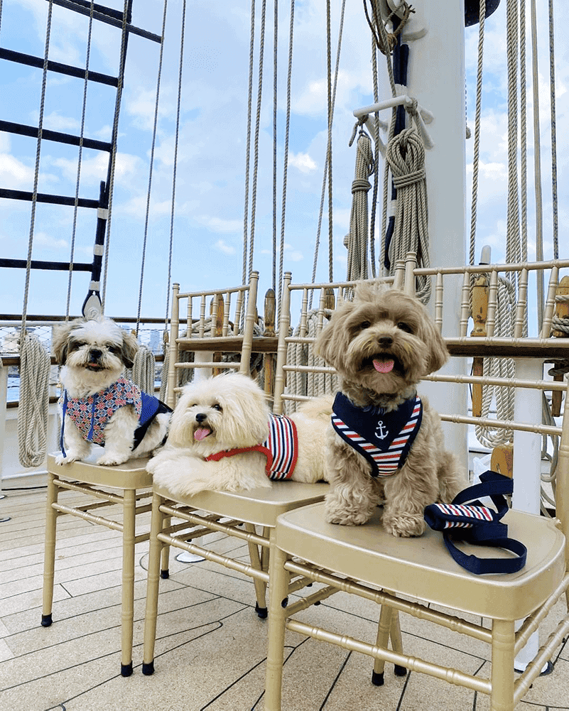 royal albatross dog cruise 2