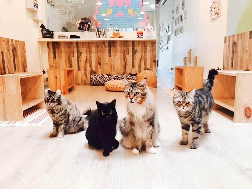 animal cafes singapore meomi cat cafe