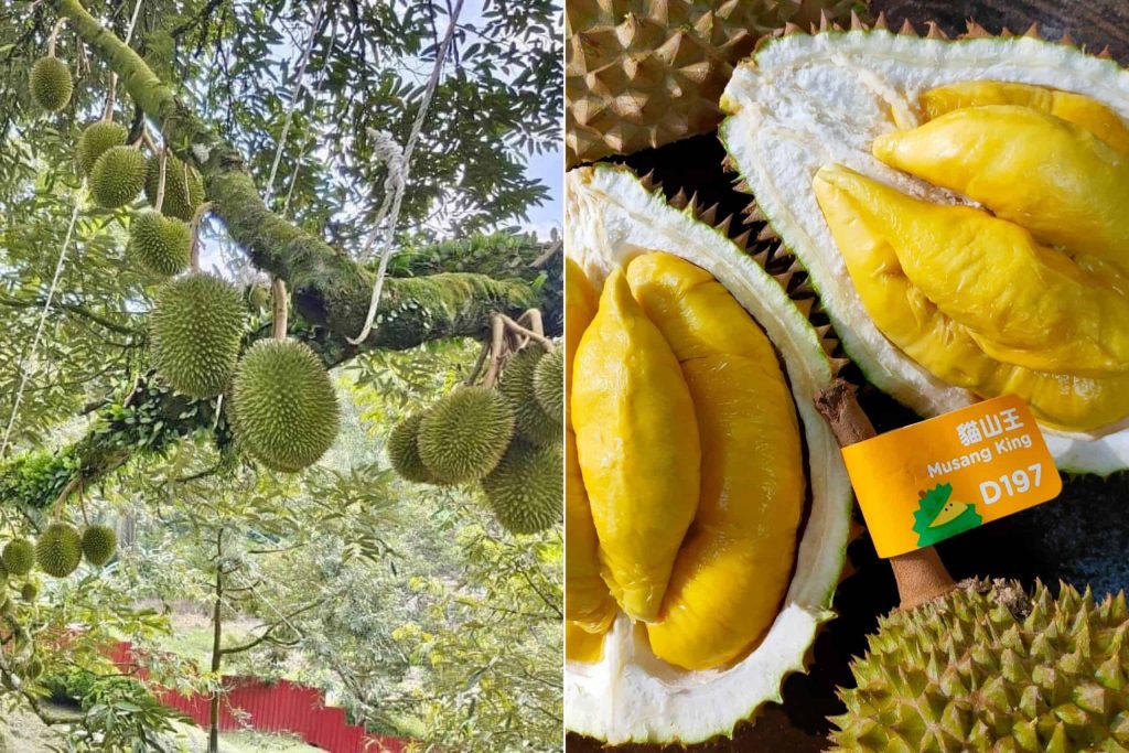 durian 2021 - durian bb
