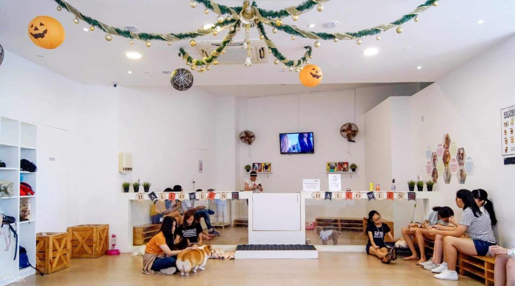 animal cafes singapore wtf