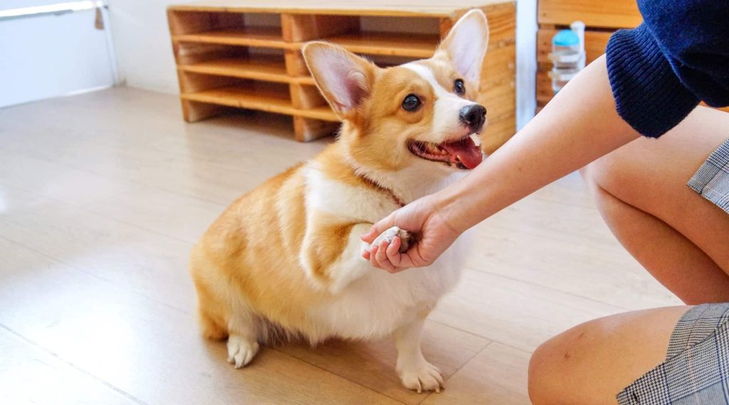 animal cafes singapore wtf