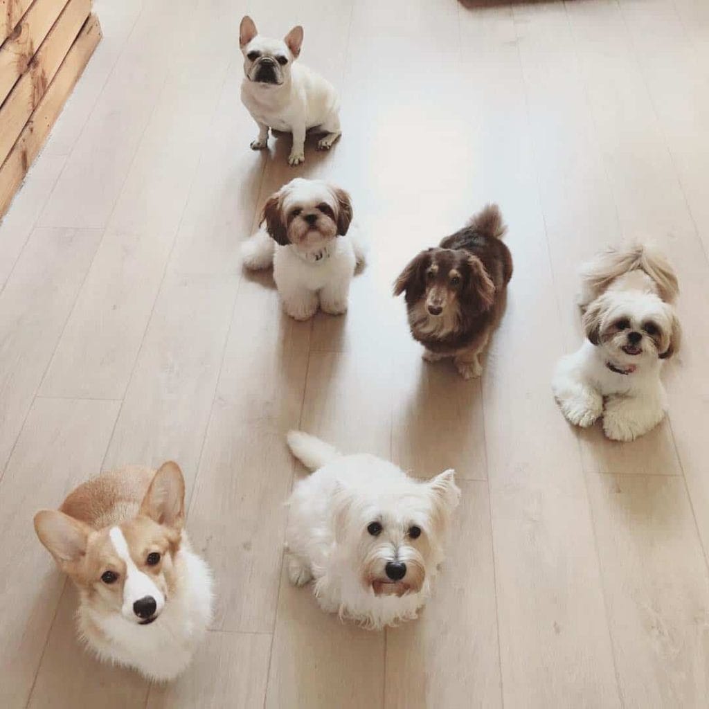 animal cafes singapore wtf