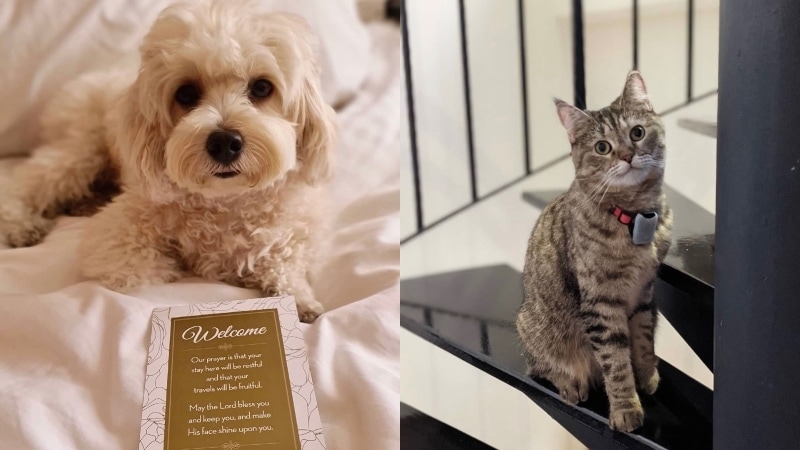 pet friendly hotels singapore far east