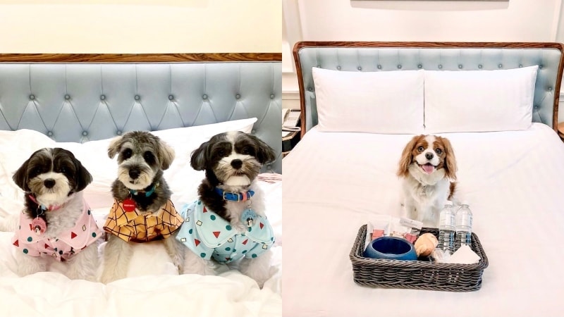 pet friendly hotels singapore intercontinetal singapore