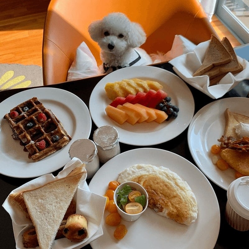 pet friendly hotels singapore sofitel