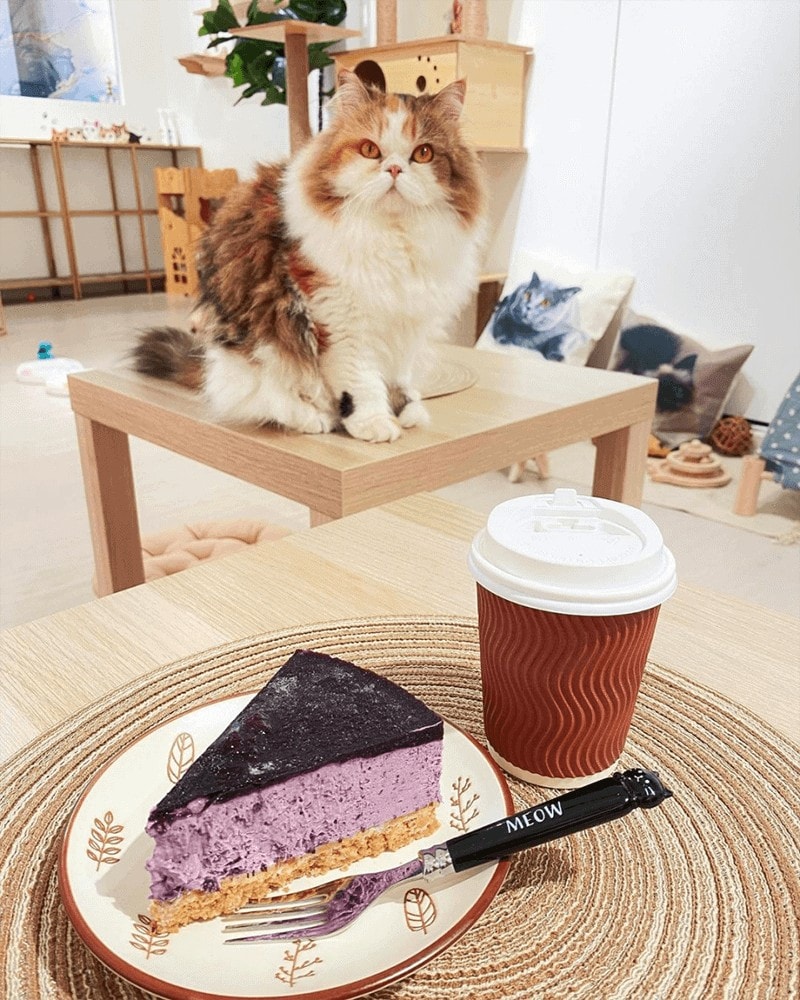 Paws Claws Petstore 4