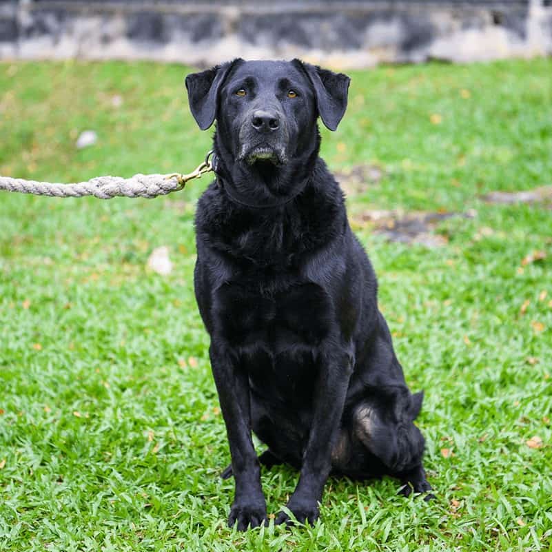 Retired military dogs from SAF 1