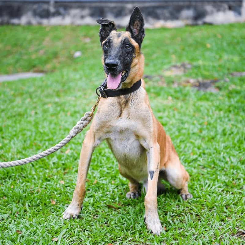 Retired military dogs from SAF 4