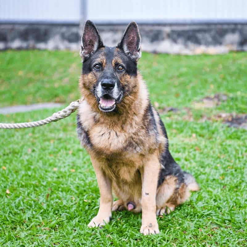 Retired military dogs from SAF 5