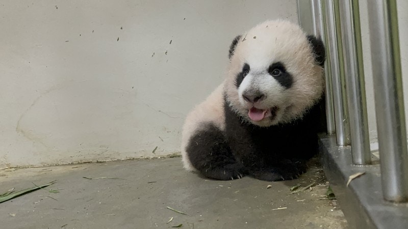 panda cub