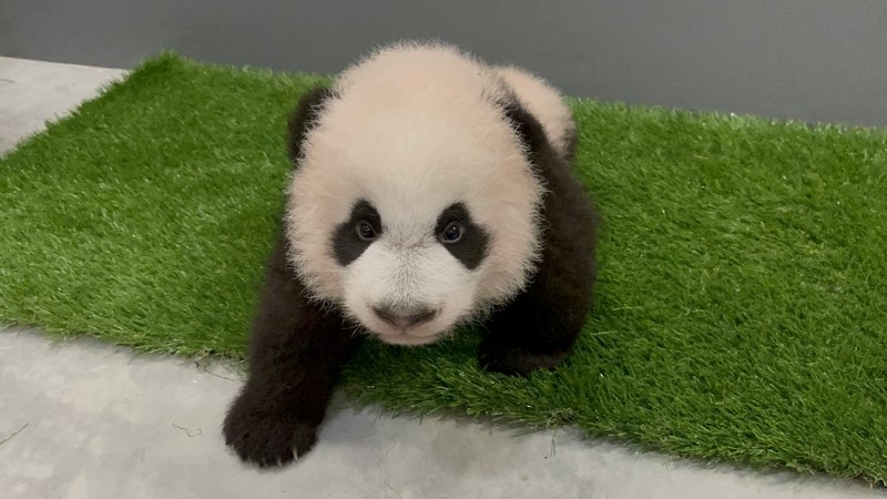 panda cub