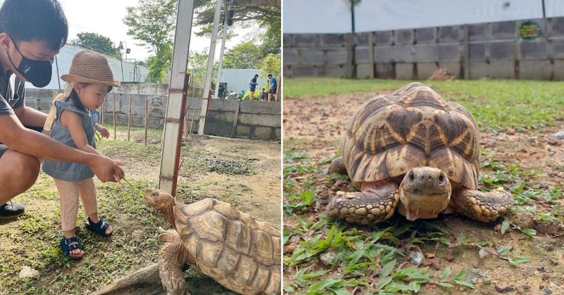 unique farms singapore 