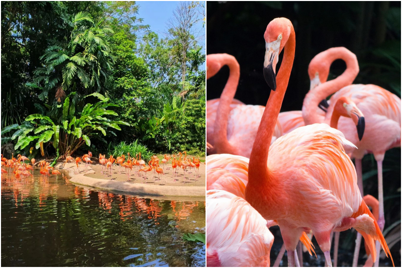 staycation with the flamingos