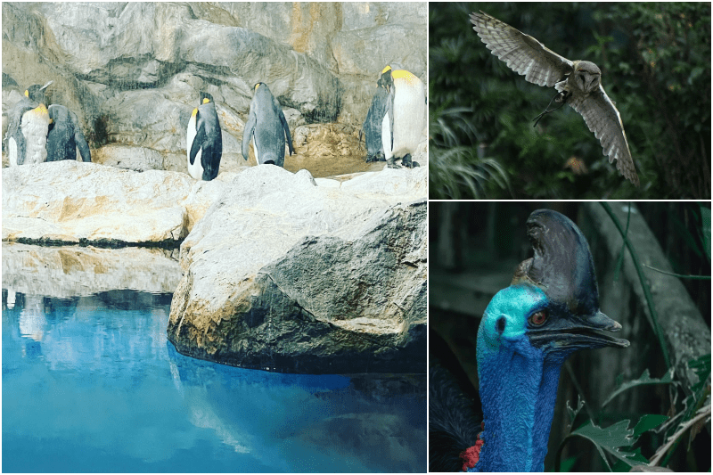 staycation with the flamingos