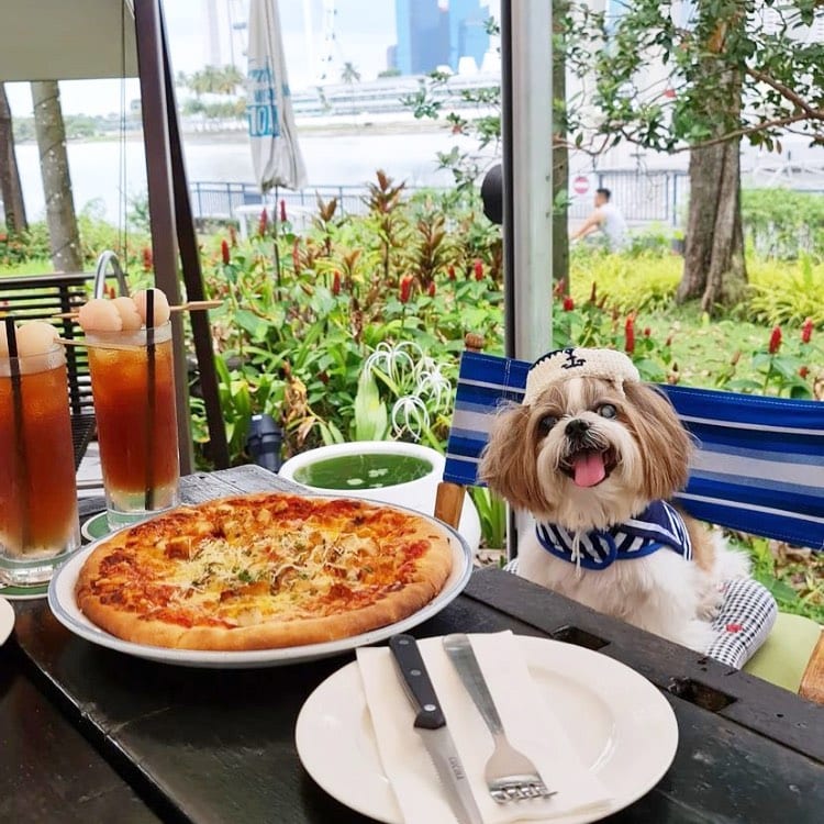 pet-friendly restaurant kontiki
