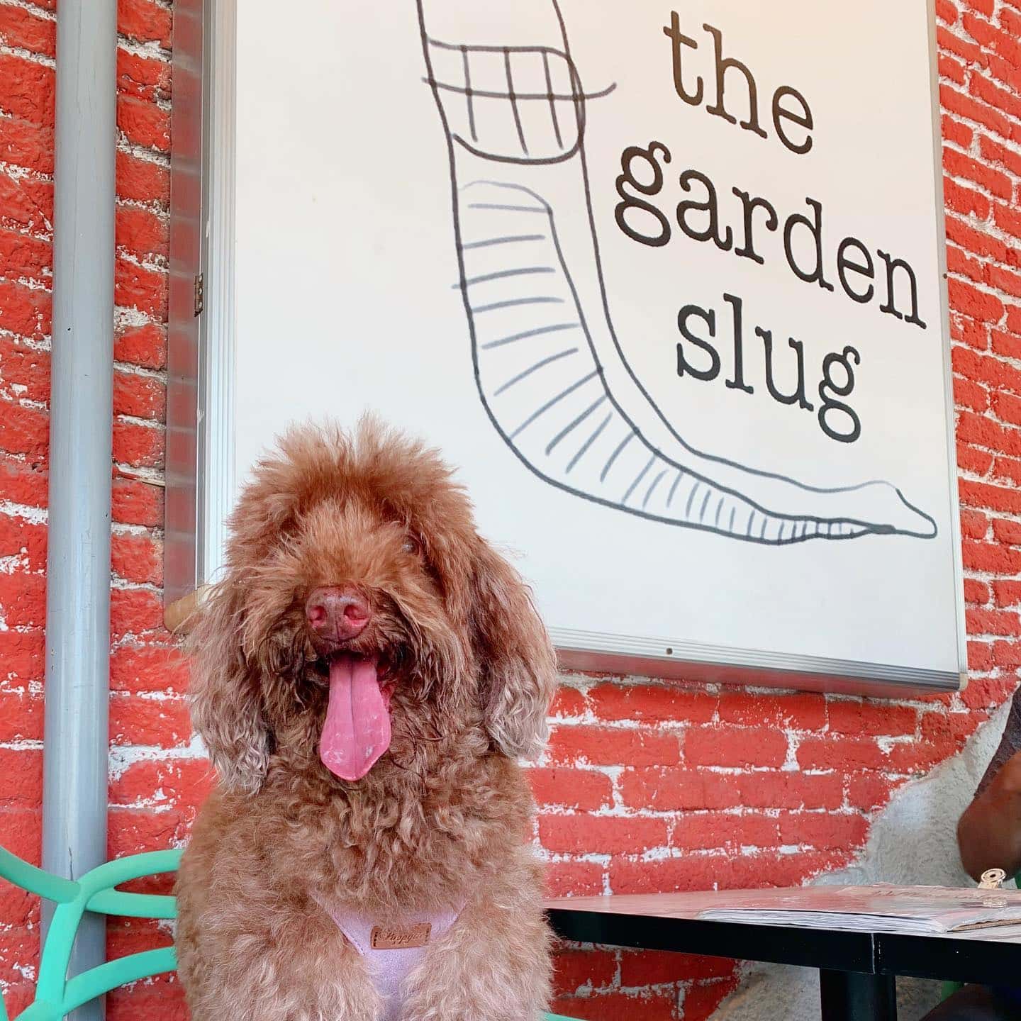 the garden slug pet friendly cafes