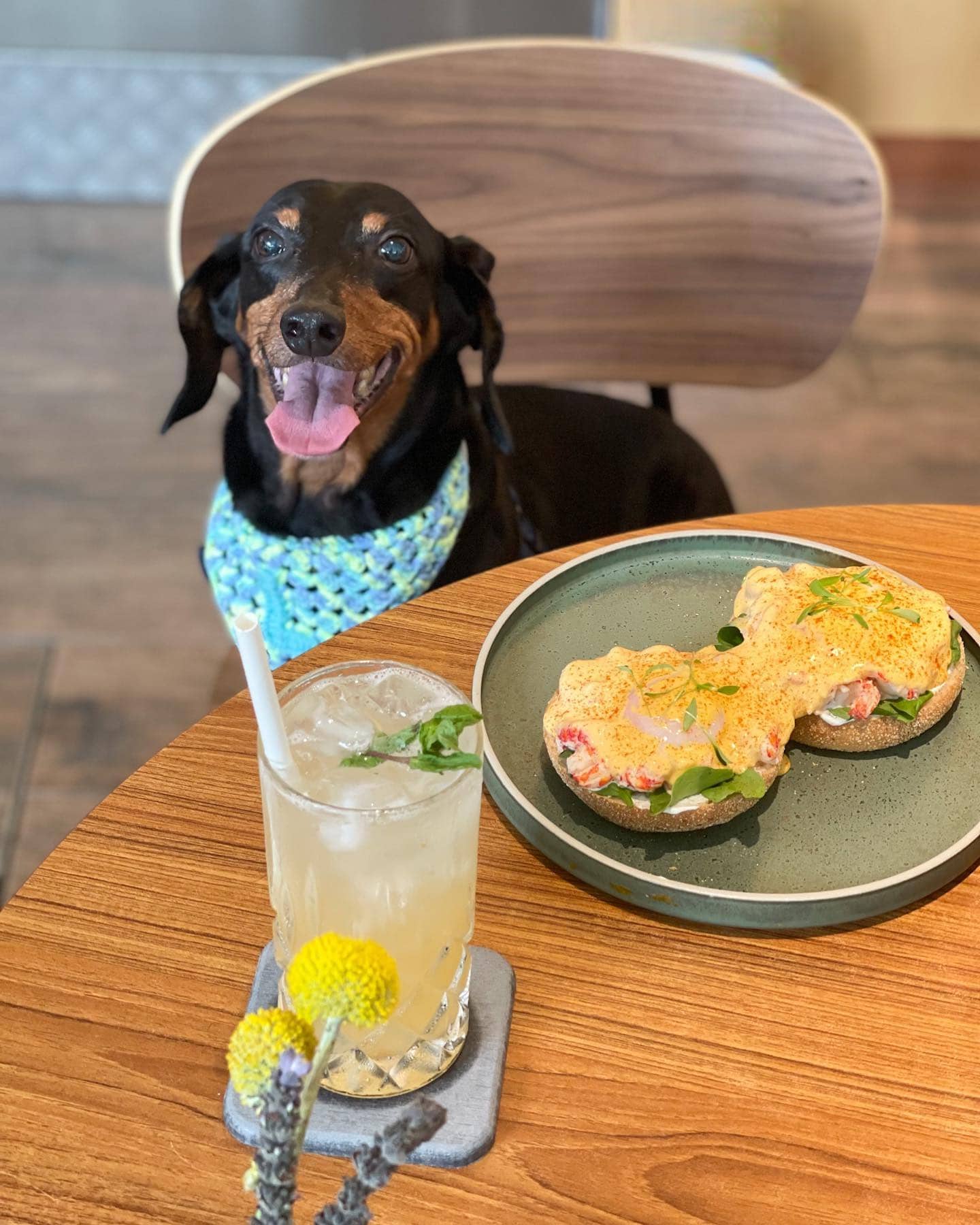 pet-friendly cafes surrey hills grocer