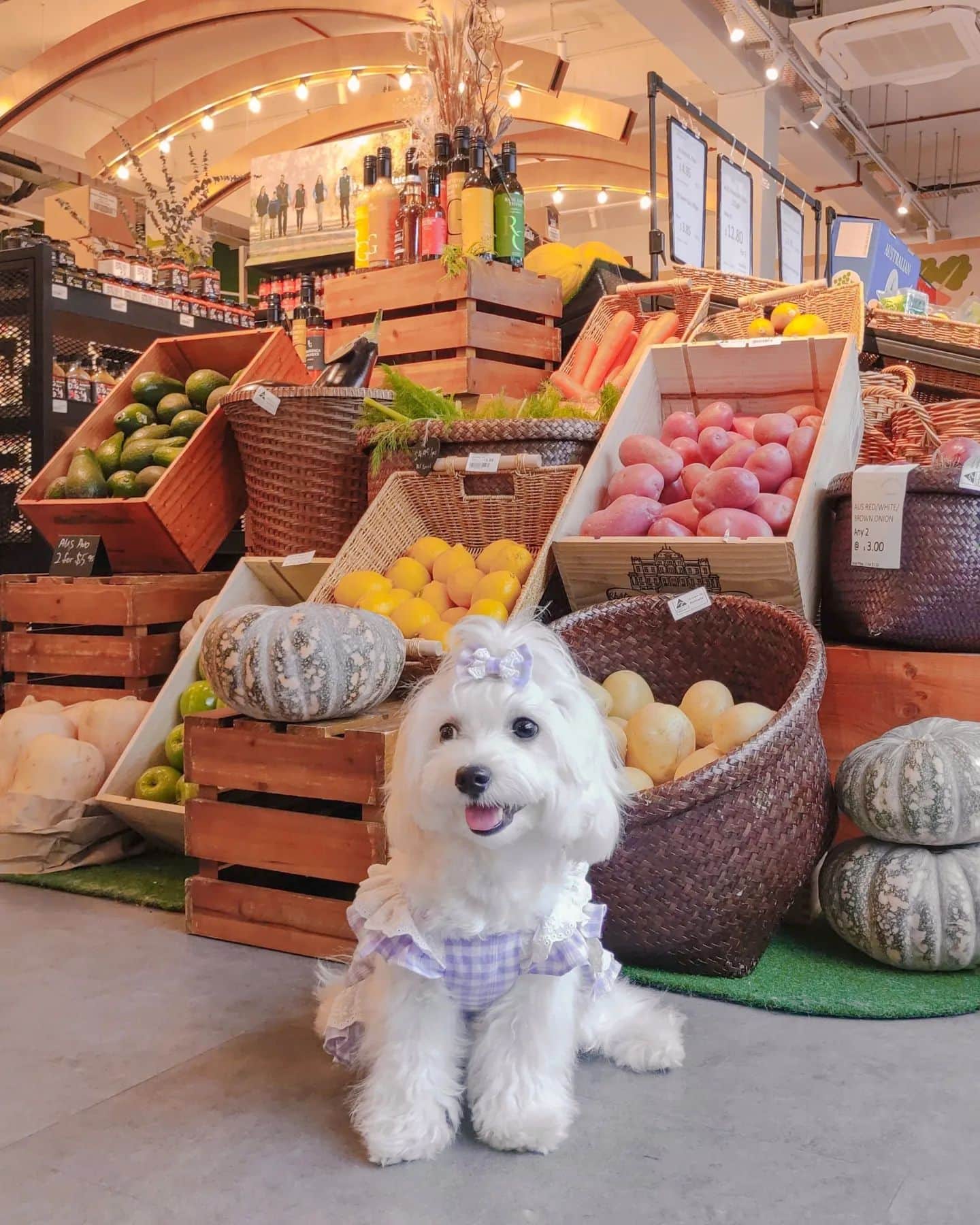 pet-friendly cafes surrey hills grocer
