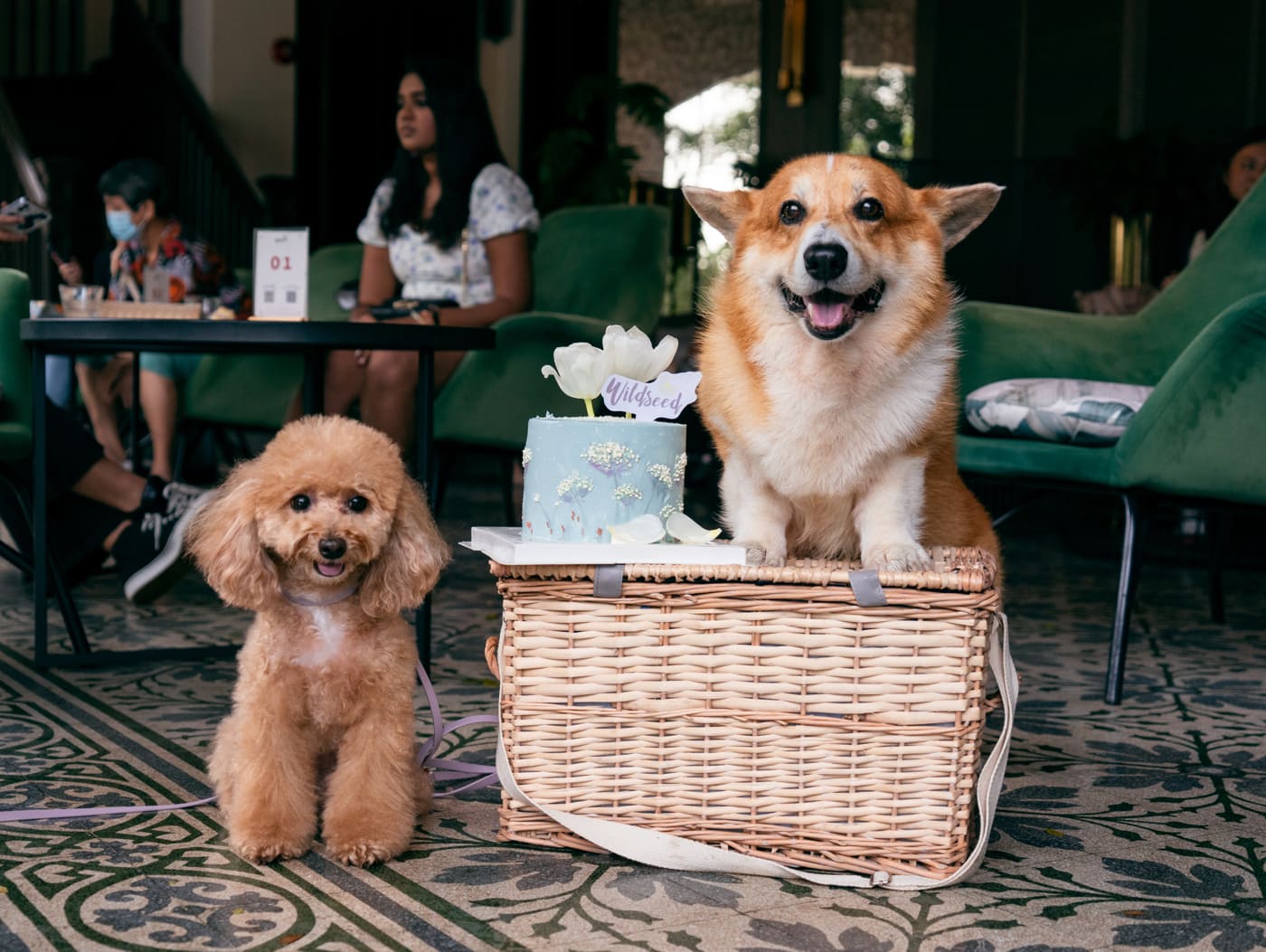 wildseed cafe and bar pet friendly cafes