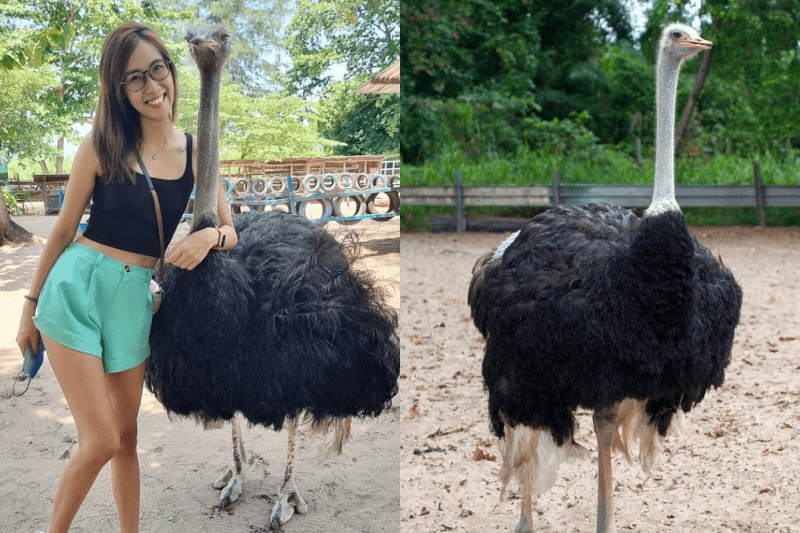 desaru ostrich farm