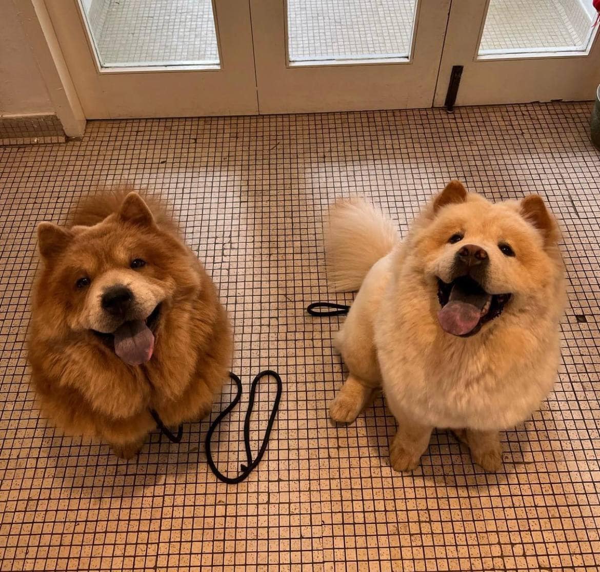 chow cute cafe chow chows singapore