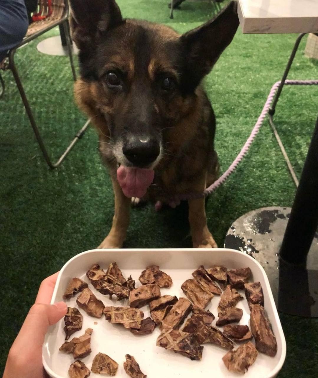 chow cute cafe pet treats meal