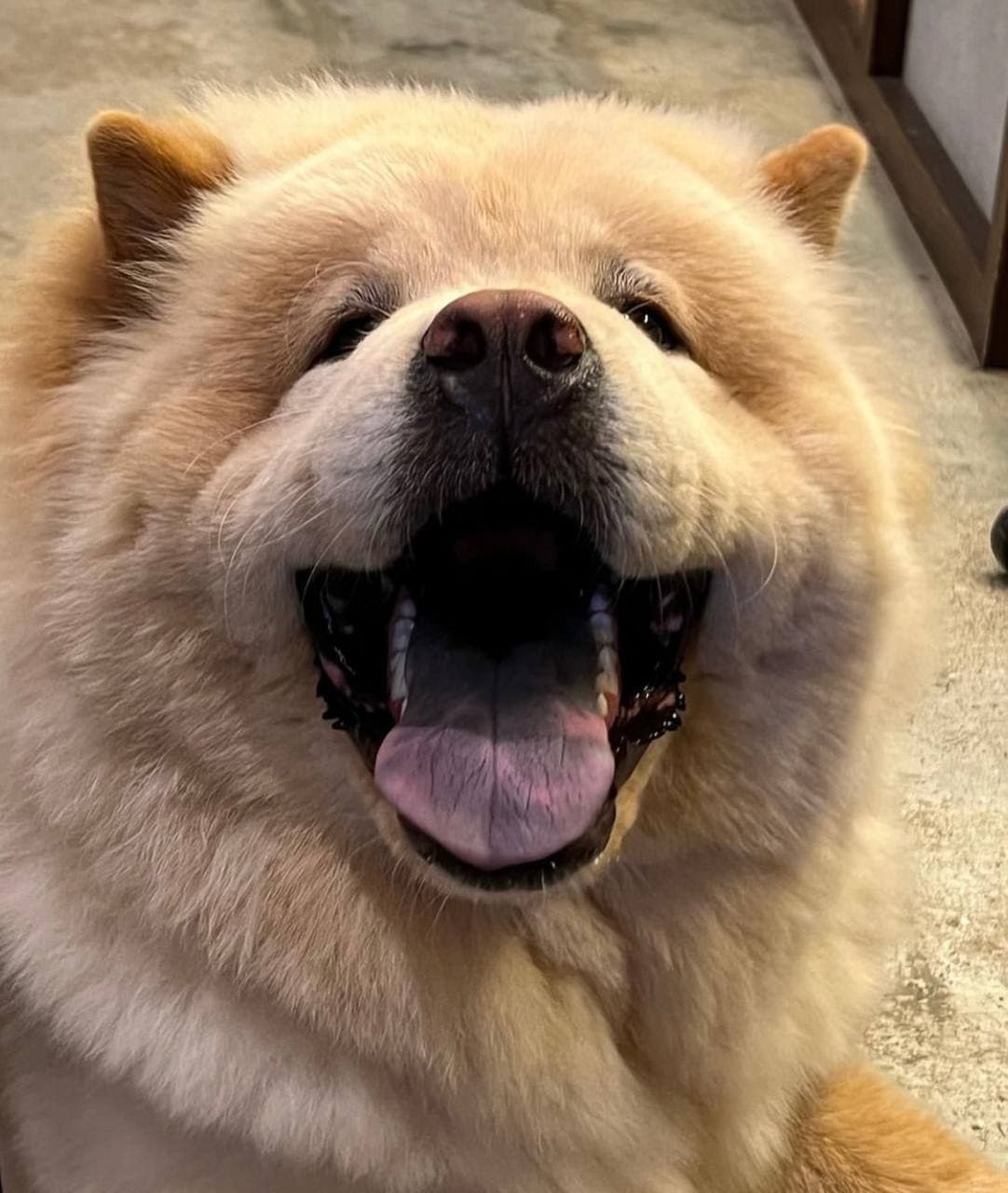 chow cute cafe chow chows singapore