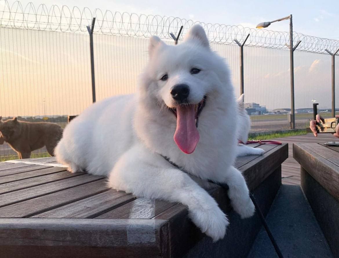 chow cute cafe samoyed singapore
