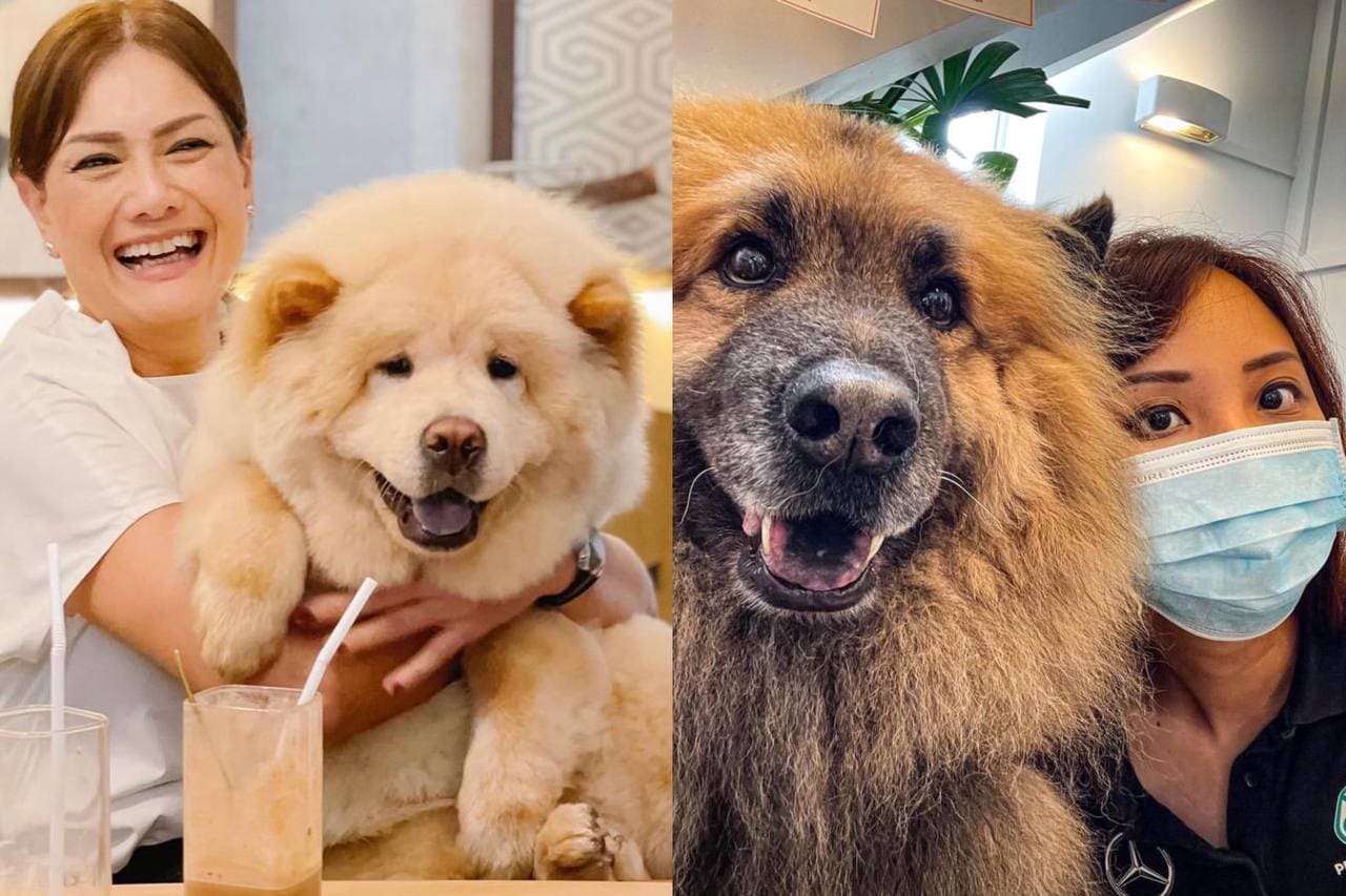 chow cute cafe chow chows singapore german shepherd