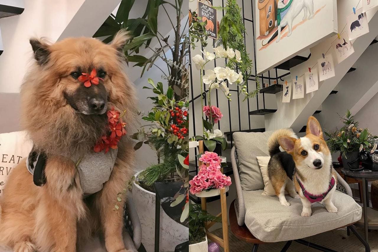 chow cute cafe chow chows singapore german shepherd corgi