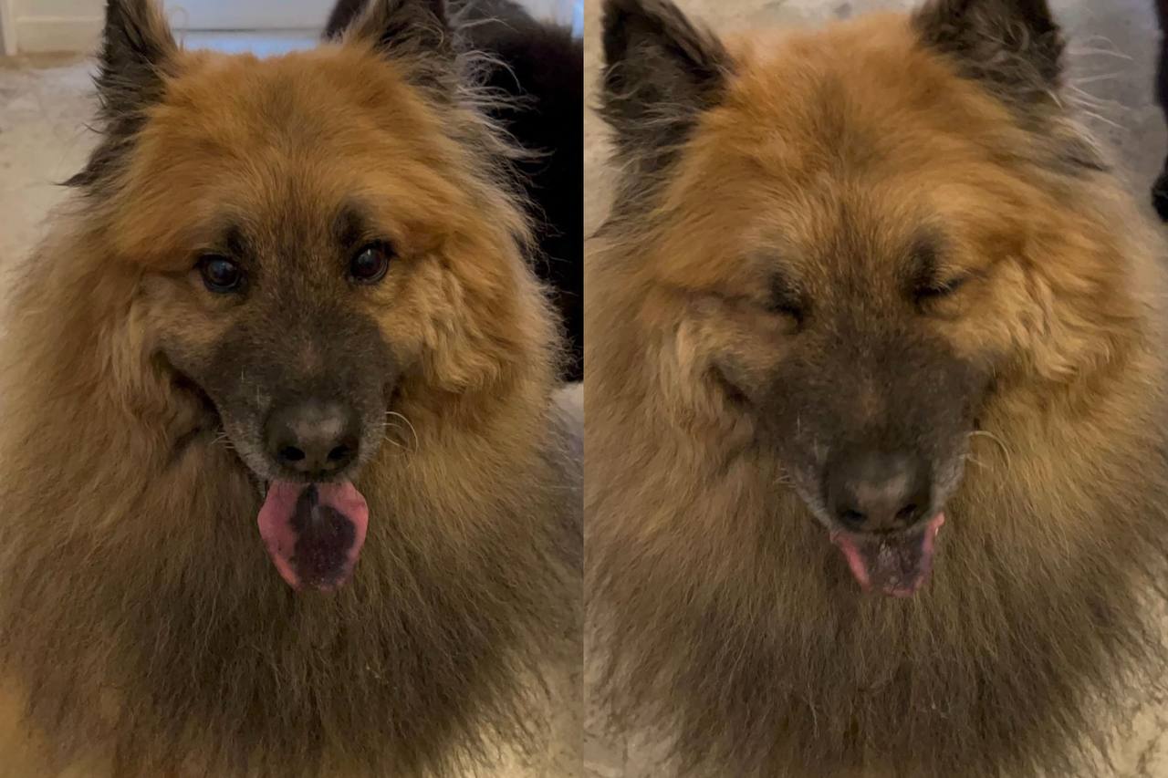 chow cute cafe chow chows singapore german shepherd