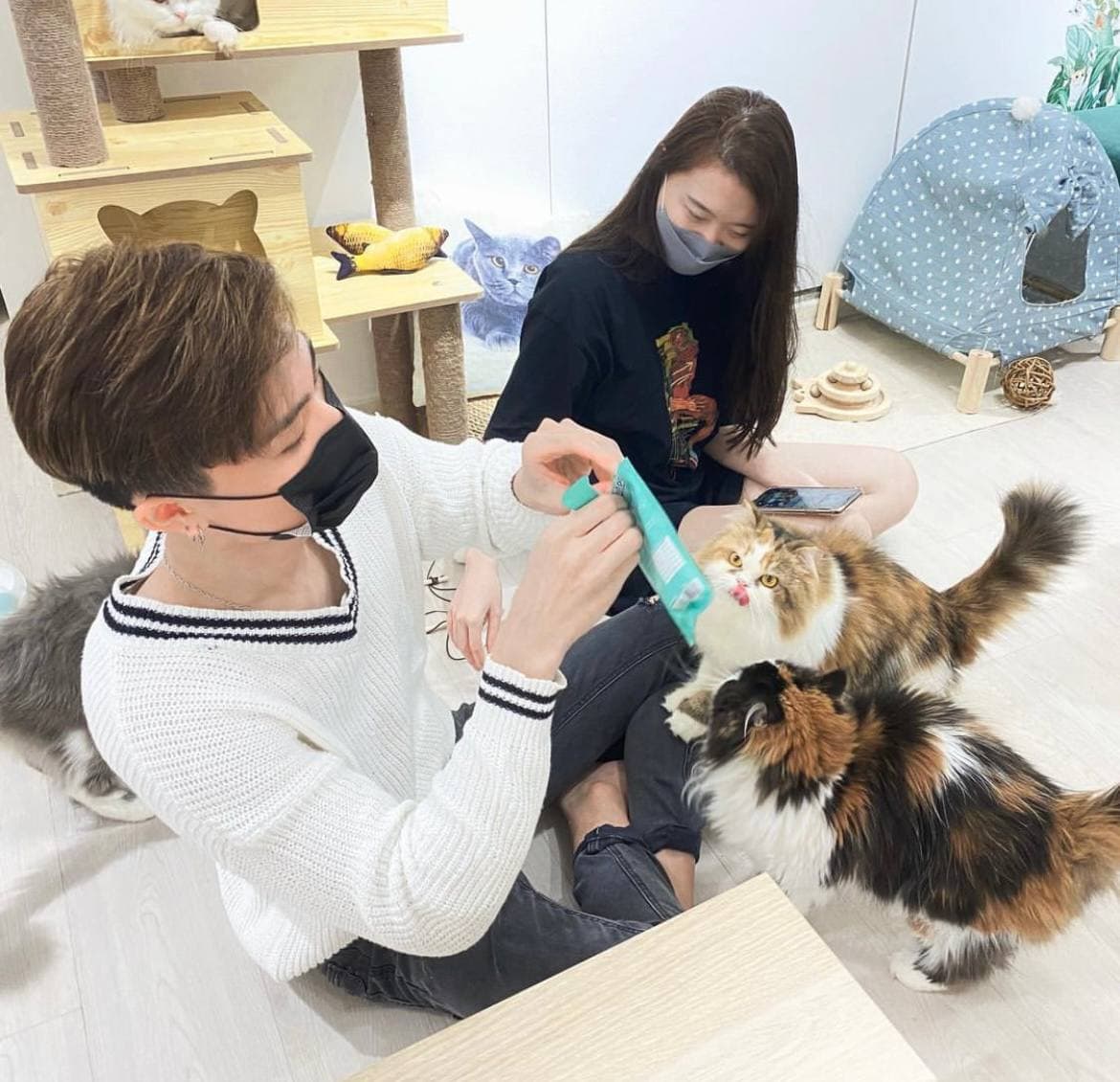 paws claws petstore ragamuffins