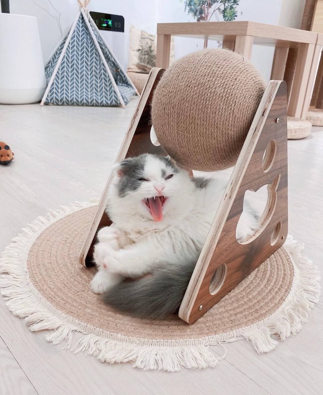 paws claws petstore ragamuffin