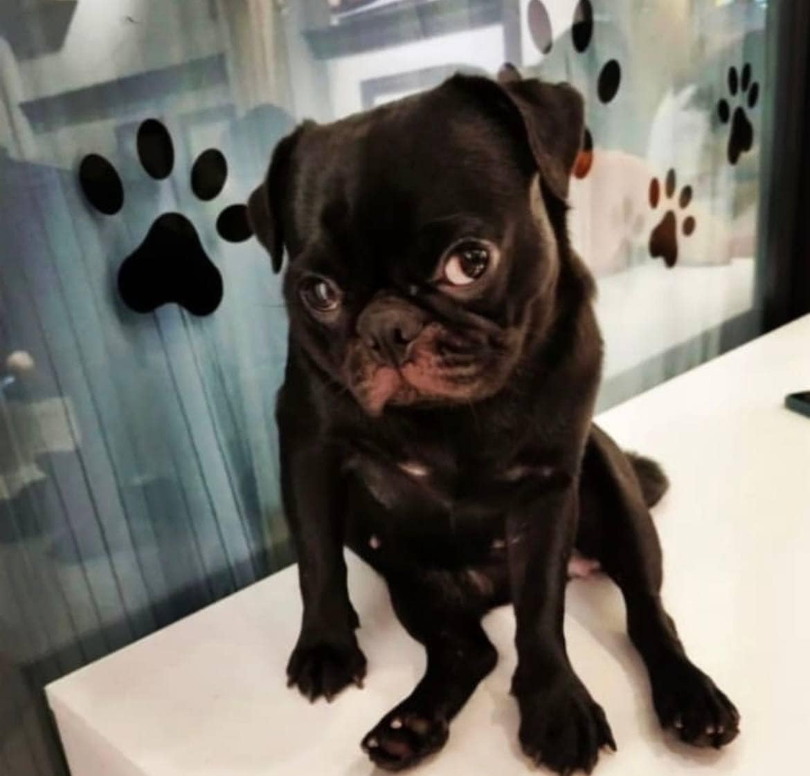 animal cafes singapore what the pug