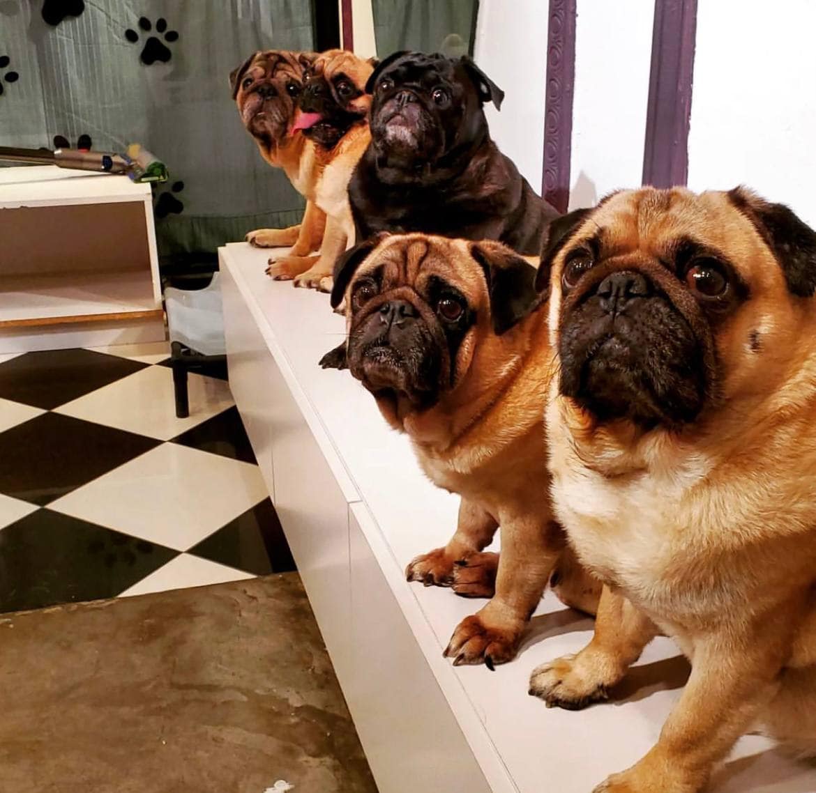 animal cafes singapore what the pug