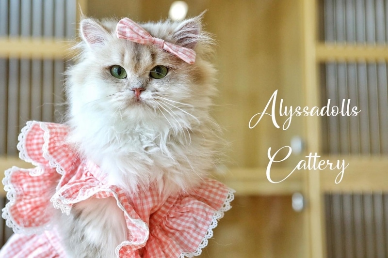 alyssadolls cattery