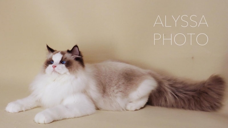alyssadolls cattery