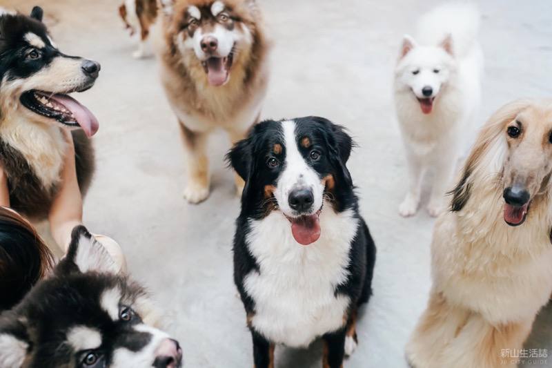 HOME by Tales of Paws Dog and Cat Cafe JB