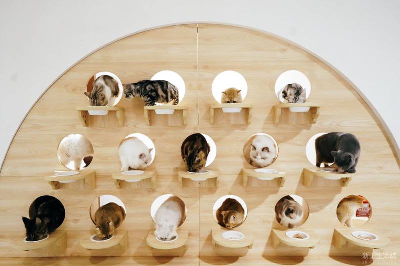 HOME by Tales of Paws Dog and Cat Cafe JB