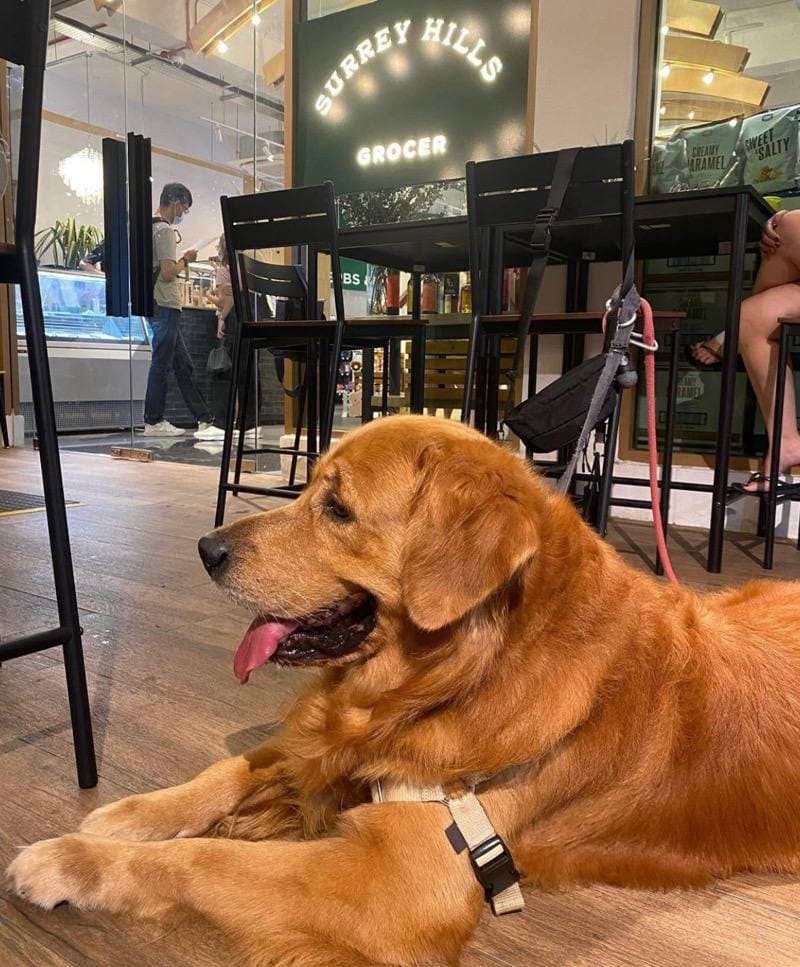 Surrey Hills Grocer Jurong Pet-friendly