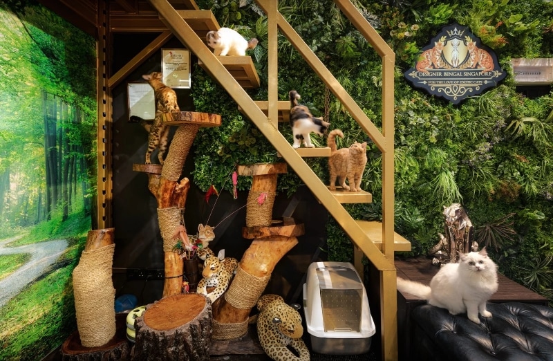 designer bengal singapore