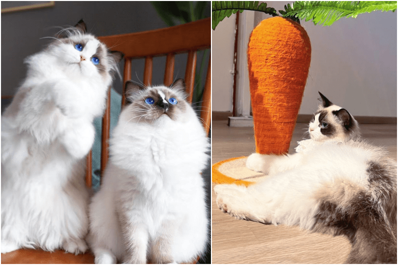 truly dolls cat cafe