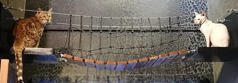 designer bengal singapore