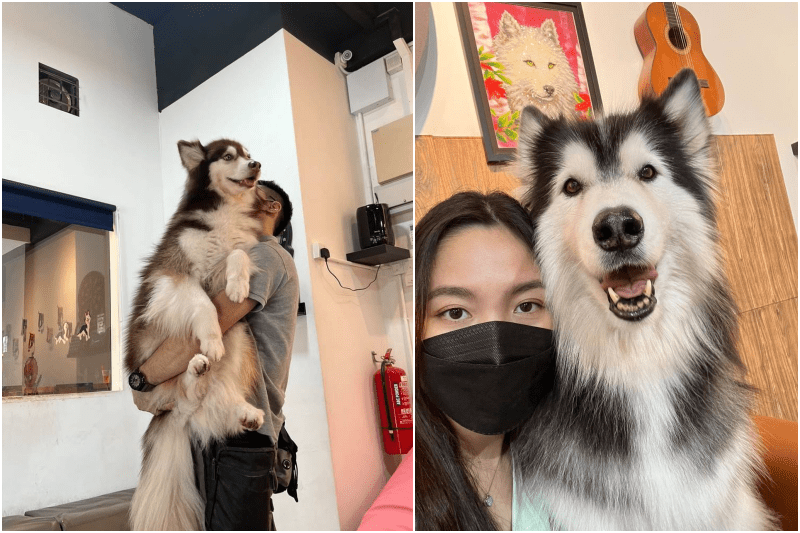 huskiss