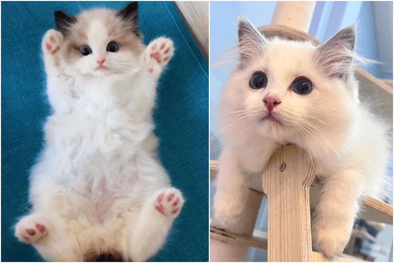 truly dolls cat cafe