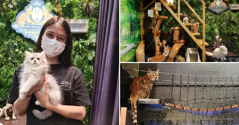 designer bengal singapore