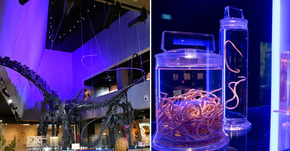 lee kong chian natural history museum museums in singapore