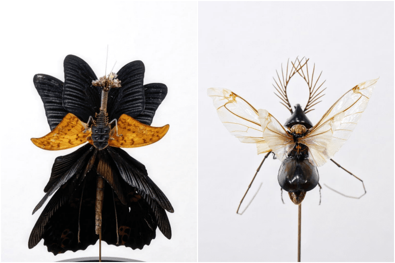 black crow taxidermy